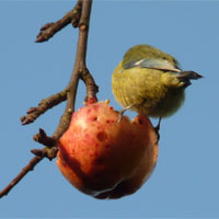 bird on an apple