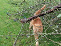 Wychwood cat